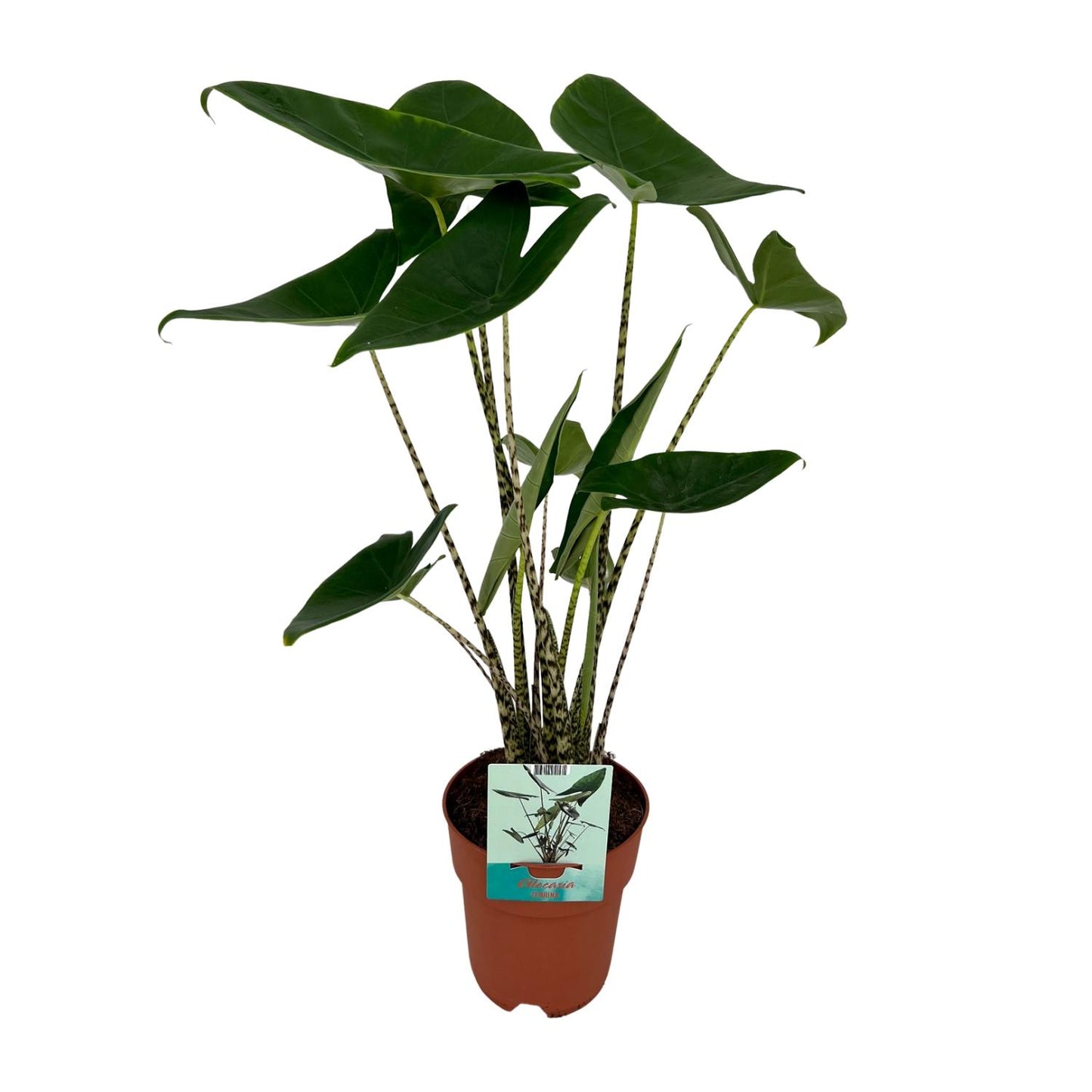 Alocasia Zebrina - Elefantenohr - Ø19cm - ↕75cm