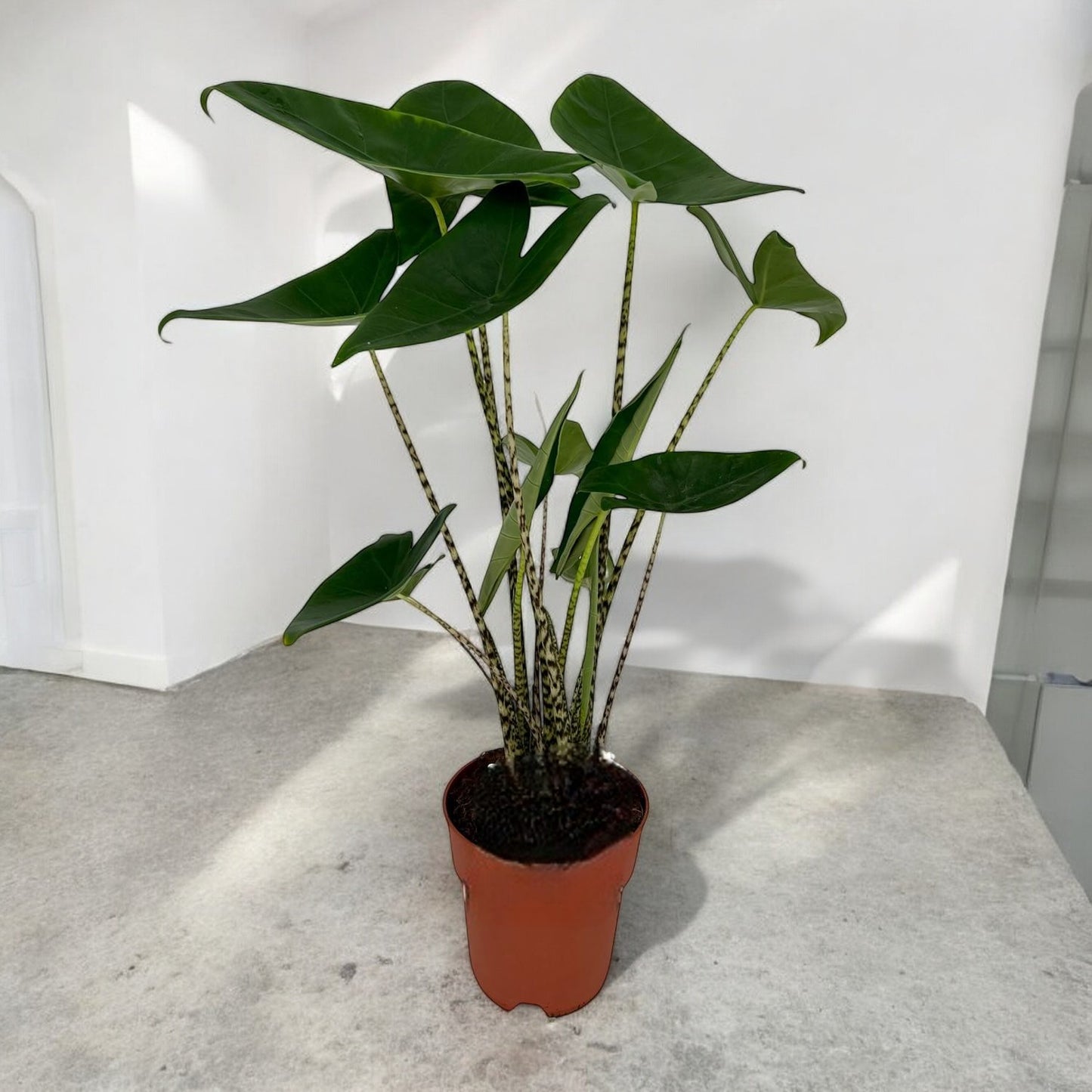 Alocasia Zebrina - Elefantenohr - Ø19cm - ↕75cm