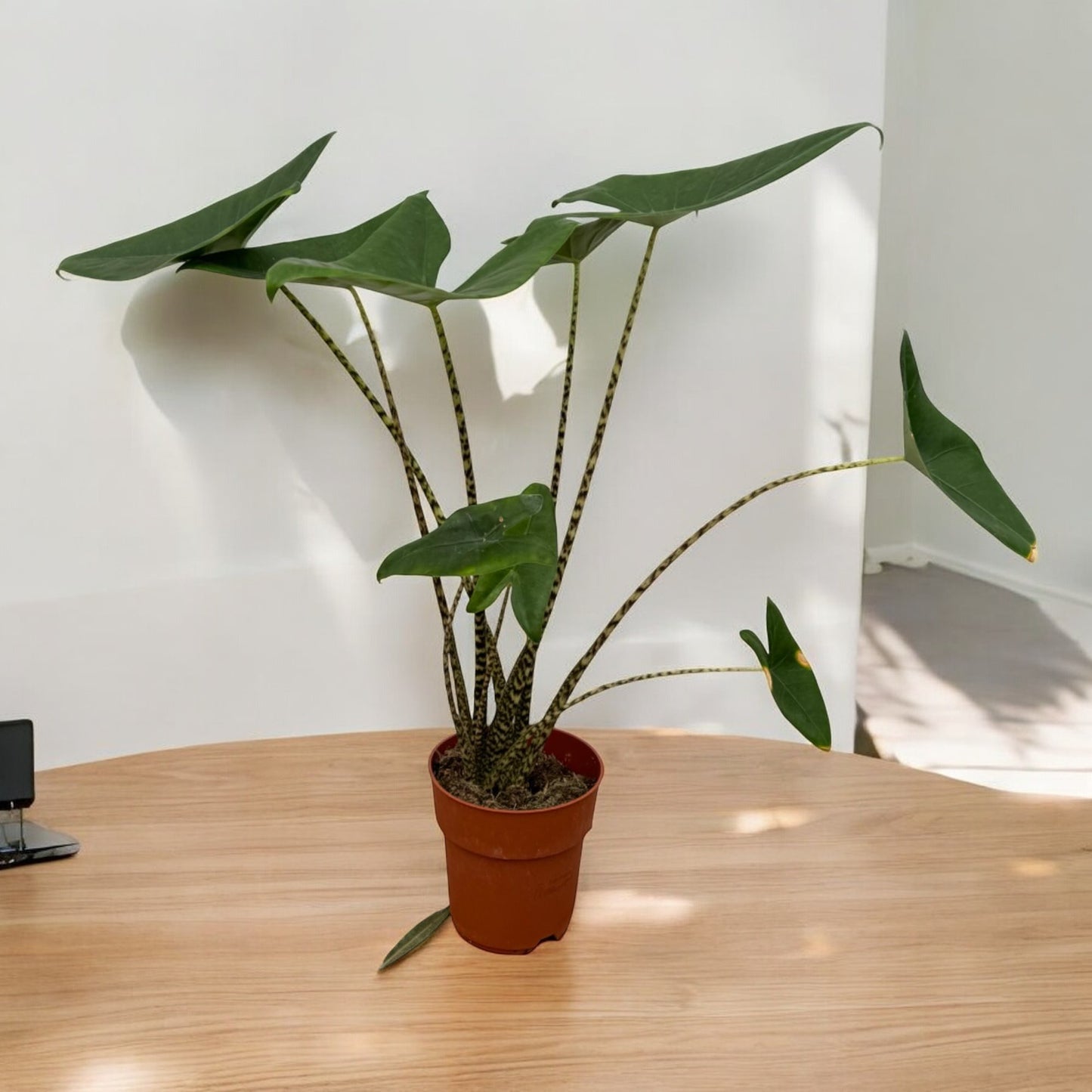 Alocasia `Zebrina´ - 80 cm - Topfdurchmesser Ø19cm