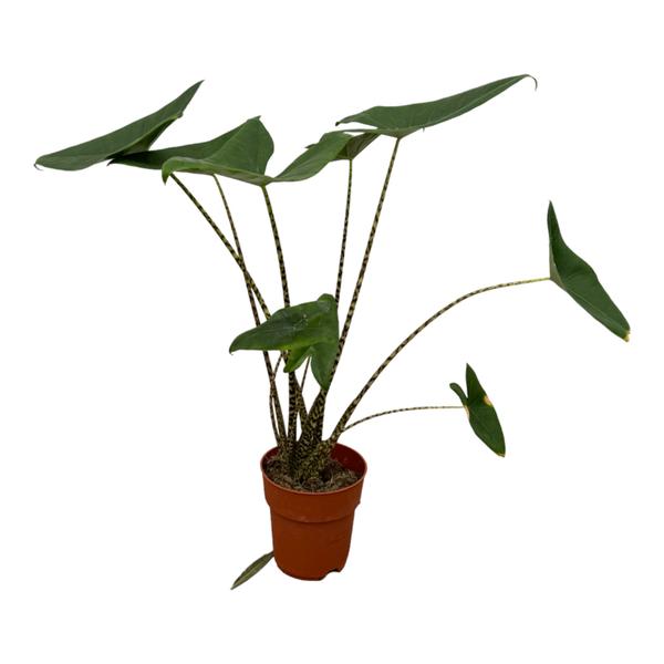 Alocasia `Zebrina´ - 80 cm - Topfdurchmesser Ø19cm