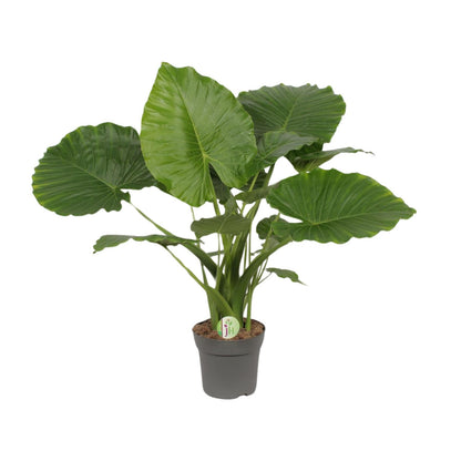 Alocasia gageana `California Shield´ - Topfdurchmesser Ø21cm - ↕80cm