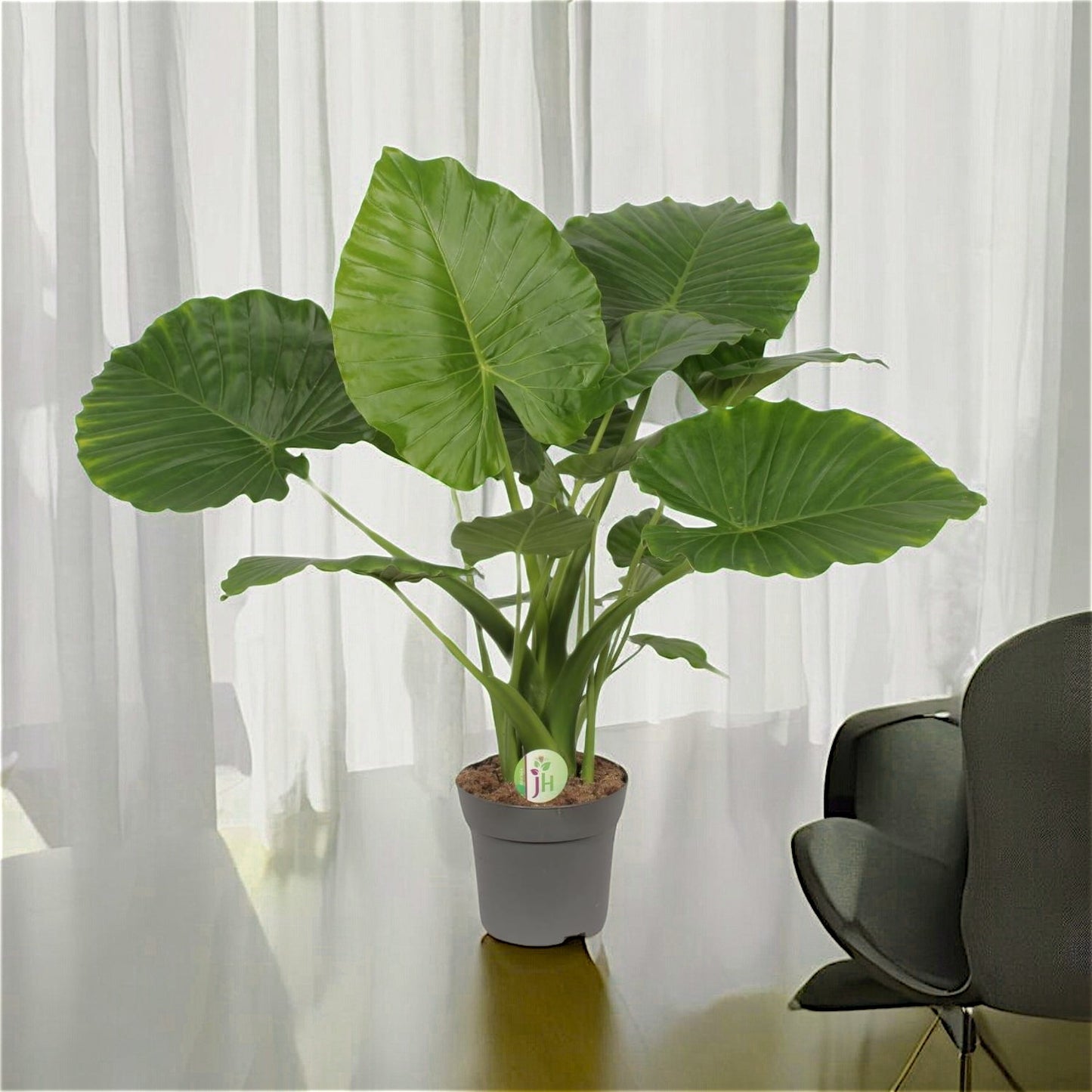 Alocasia gageana `California Shield´ - Topfdurchmesser Ø21cm - ↕80cm