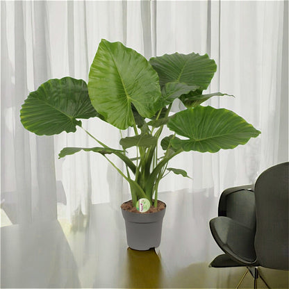 Alocasia gageana `California Shield´ - Topfdurchmesser Ø21cm - ↕80cm