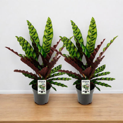 Calathea lancifolia im Doppelpack - Topfdurchmesser Ø14cm - ↕45cm