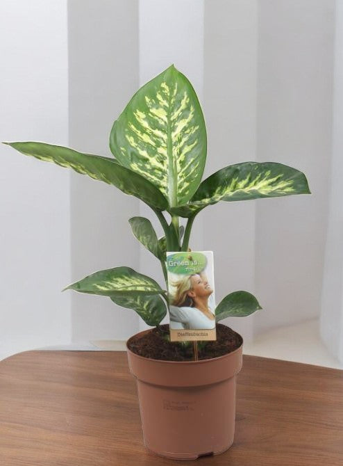 Dieffenbachia Tropic Snow - Ø17cm - ↕60cm