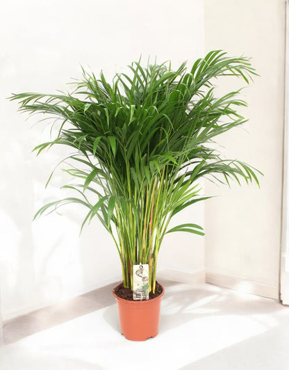 Dypsis lutescens - Areca-Palme - Topfdurchmesser Ø24cm - ↕120cm