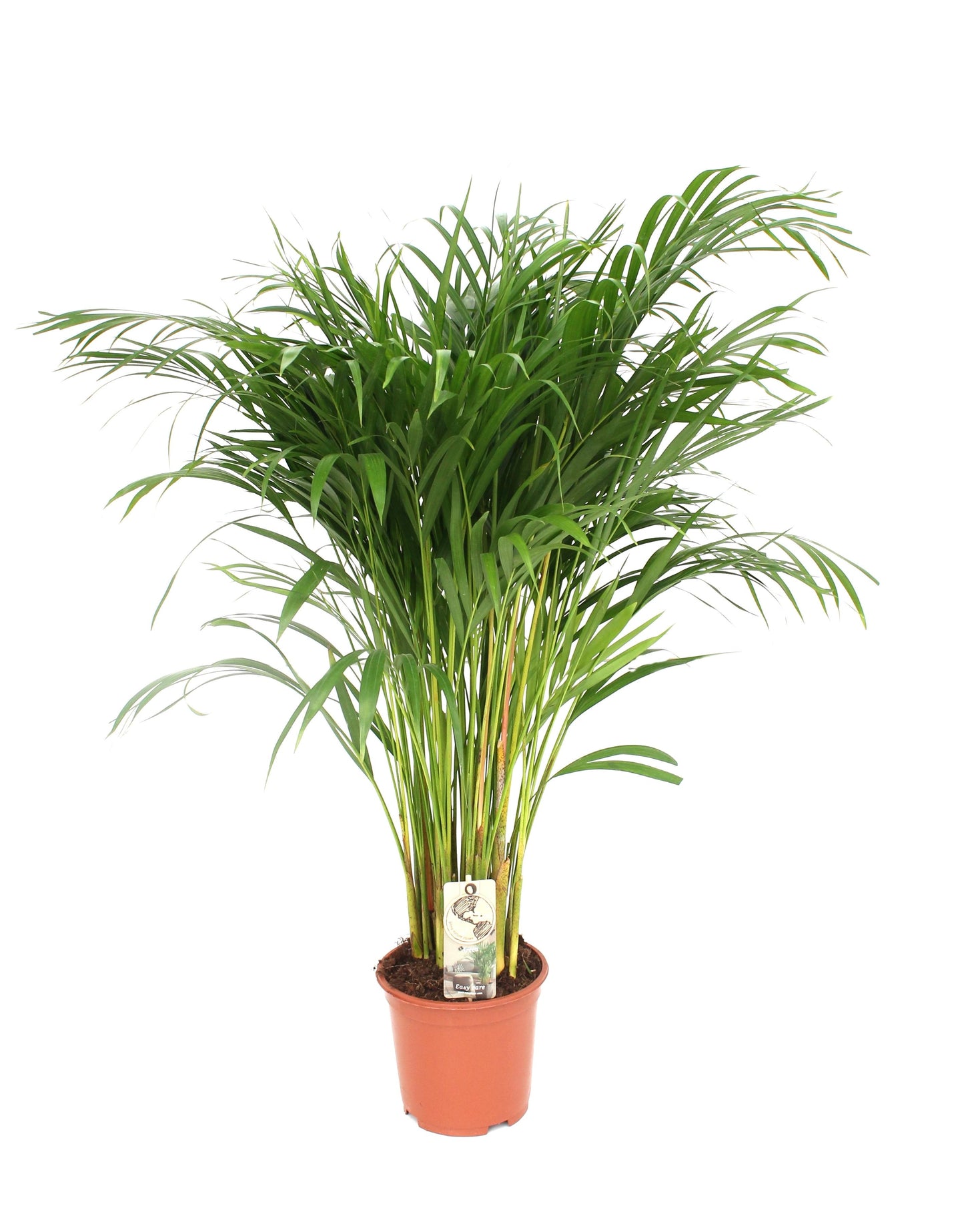 Dypsis lutescens - Areca-Palme - Topfdurchmesser Ø24cm - ↕120cm