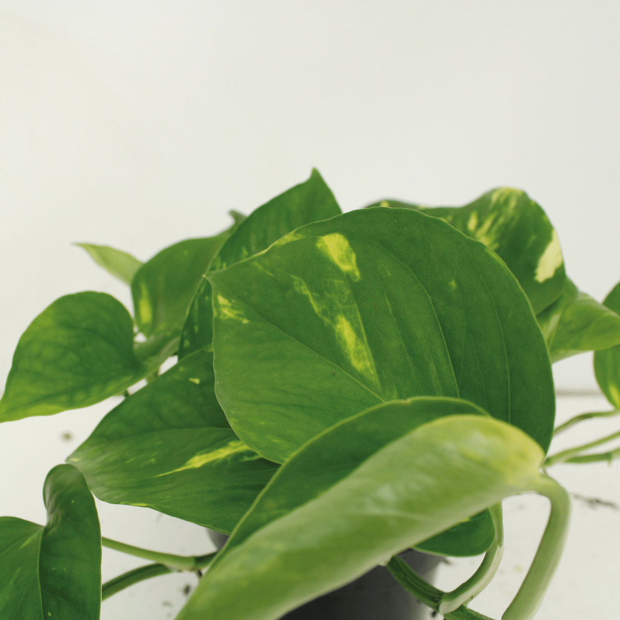 Epipremnum aureum - Die klassische Efeutute im Doppelpack - Topfdurchmesser ø15cm