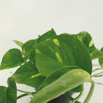 Epipremnum aureum - Die klassische Efeutute im Doppelpack - Topfdurchmesser ø15cm