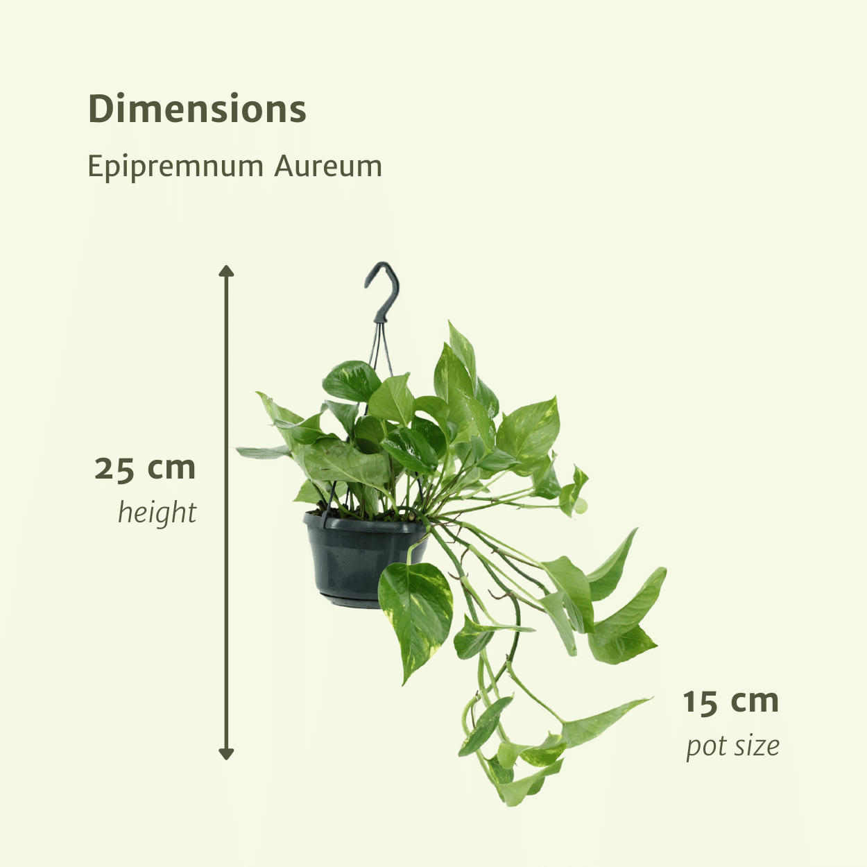 Epipremnum aureum - Die klassische Efeutute im Doppelpack - Topfdurchmesser ø15cm