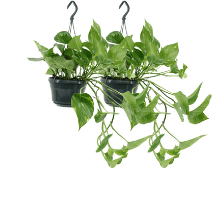 Epipremnum aureum - Die klassische Efeutute im Doppelpack - Topfdurchmesser ø15cm