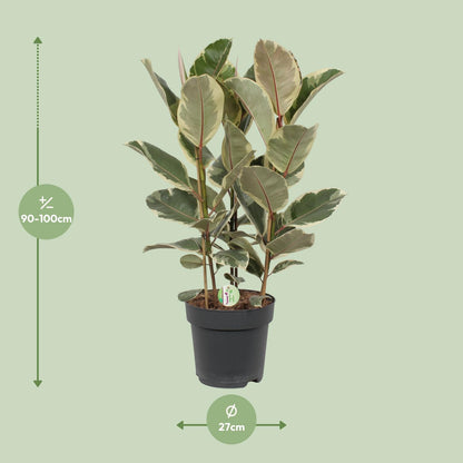 Ficus elastica `Tineke´ - Topfdurchmesser Ø27cm - ↕85cm