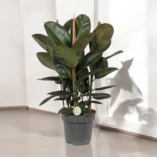 Ficus elastica `Robusta´ - Topfdurchmesser Ø27cm - ↕90cm