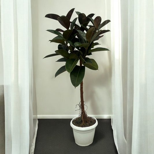 Ficus elastica Robusta Stamm - Gesamthöhe 140 cm - Topfdurchmesser Ø32cm