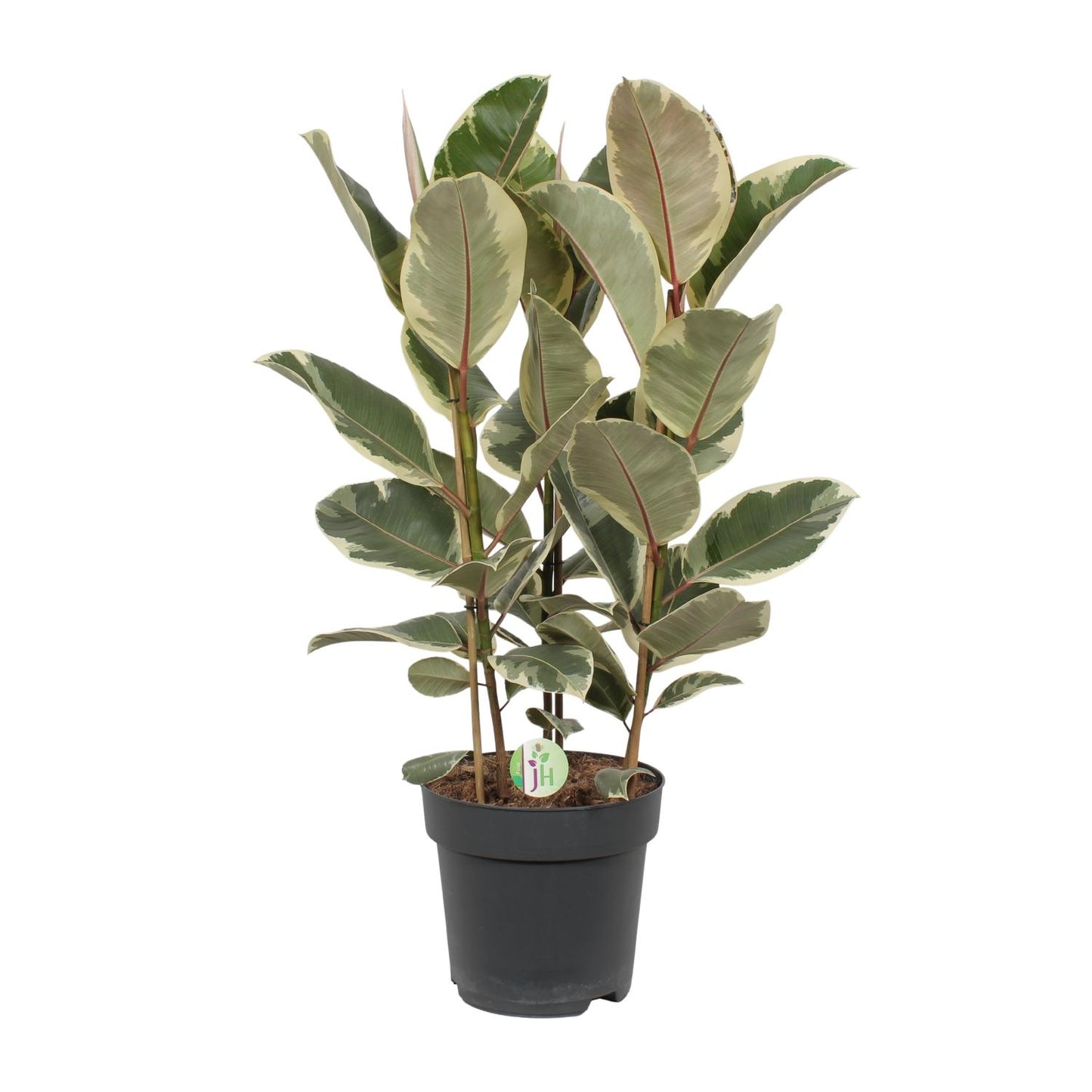 Ficus elastica `Tineke´ - Topfdurchmesser Ø27cm - ↕85cm