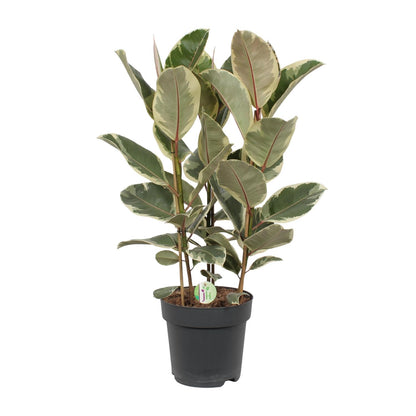 Ficus elastica `Tineke´ - Topfdurchmesser Ø27cm - ↕85cm