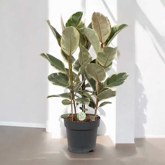Ficus elastica `Tineke´ - Topfdurchmesser Ø27cm - ↕85cm