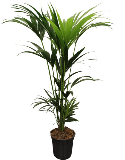 Howea forsteriana (Kentiapalme) - Topfdurchmesser Ø21cm - ↕120cm