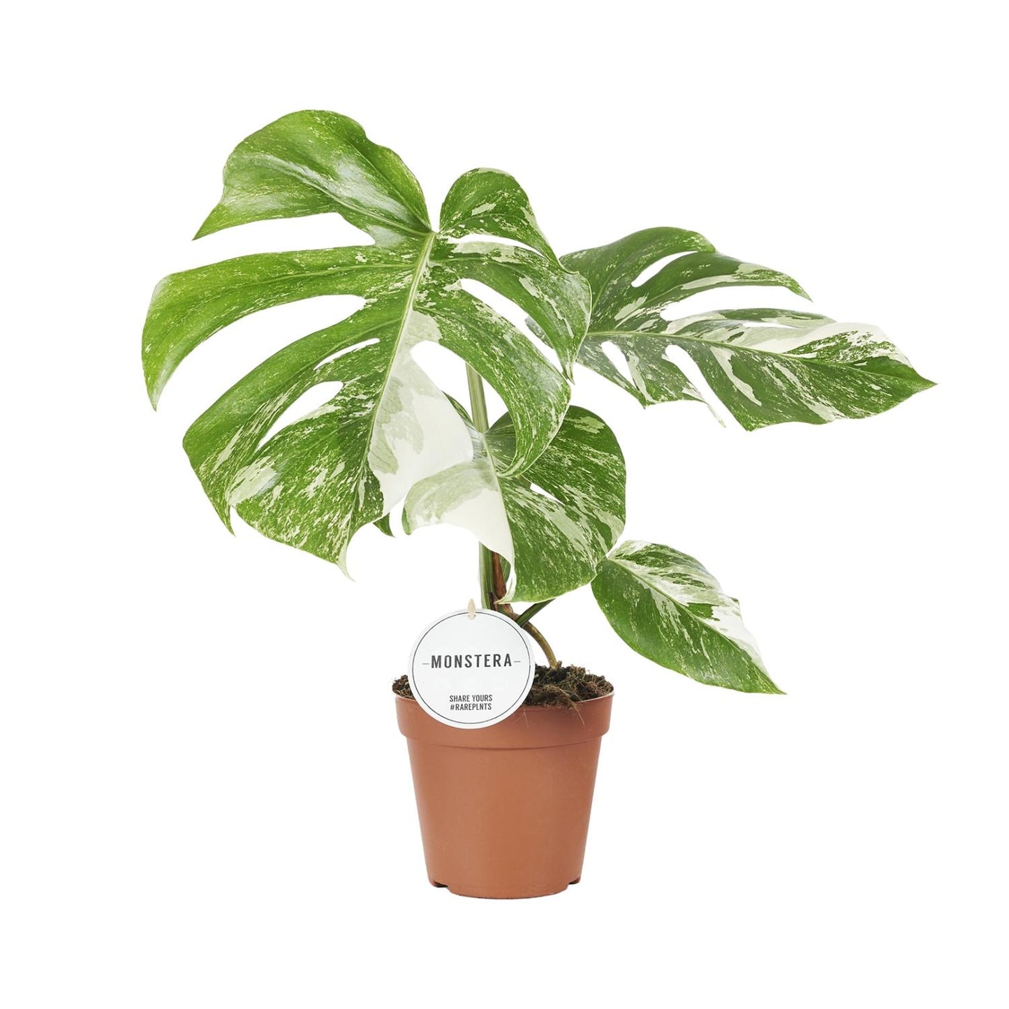 Monstera deliciosa `Variegata´ - Topfdurchmesser Ø15cm - ↕45cm