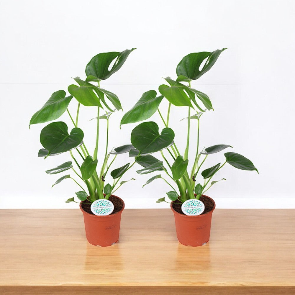 Monstera Deliciosa - 2 Stücke - Ø14cm - ↕45cm