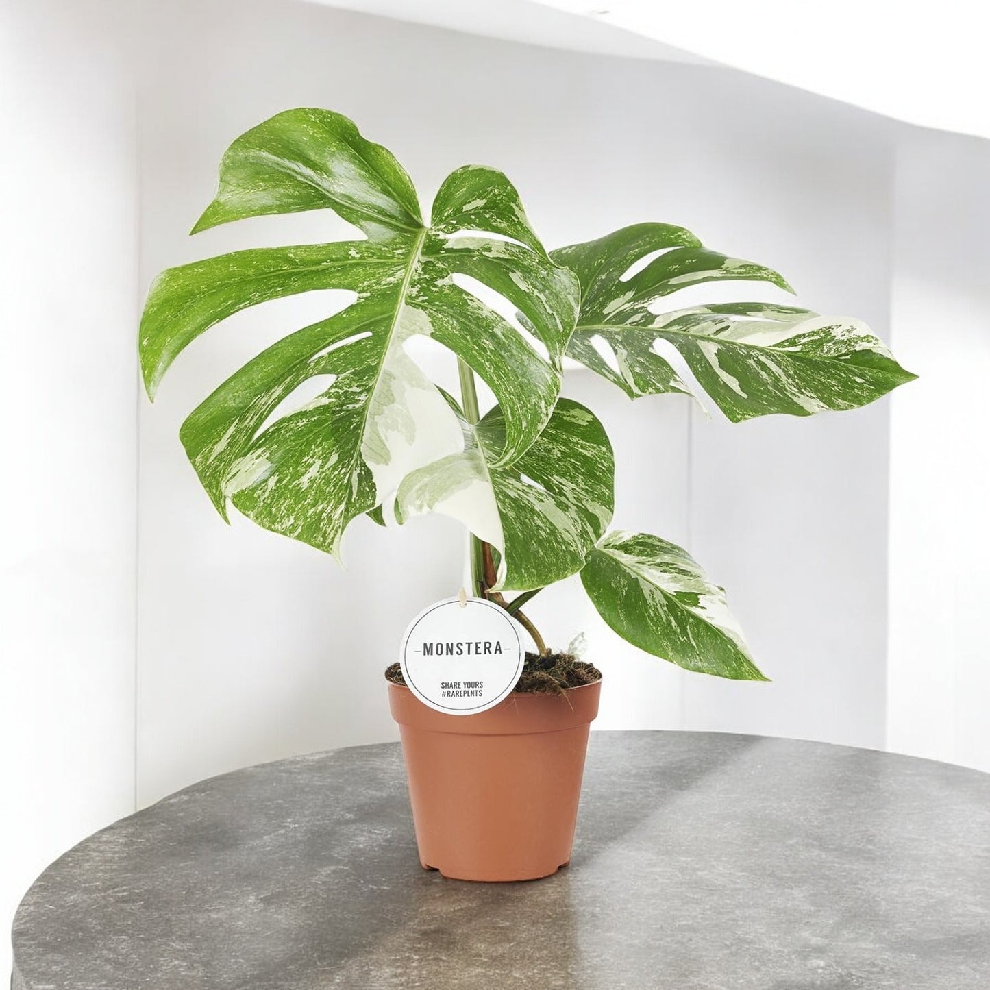 Monstera deliciosa `Variegata´ - Topfdurchmesser Ø15cm - ↕45cm