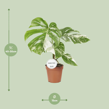 Monstera deliciosa `Variegata´ - Topfdurchmesser Ø15cm - ↕45cm