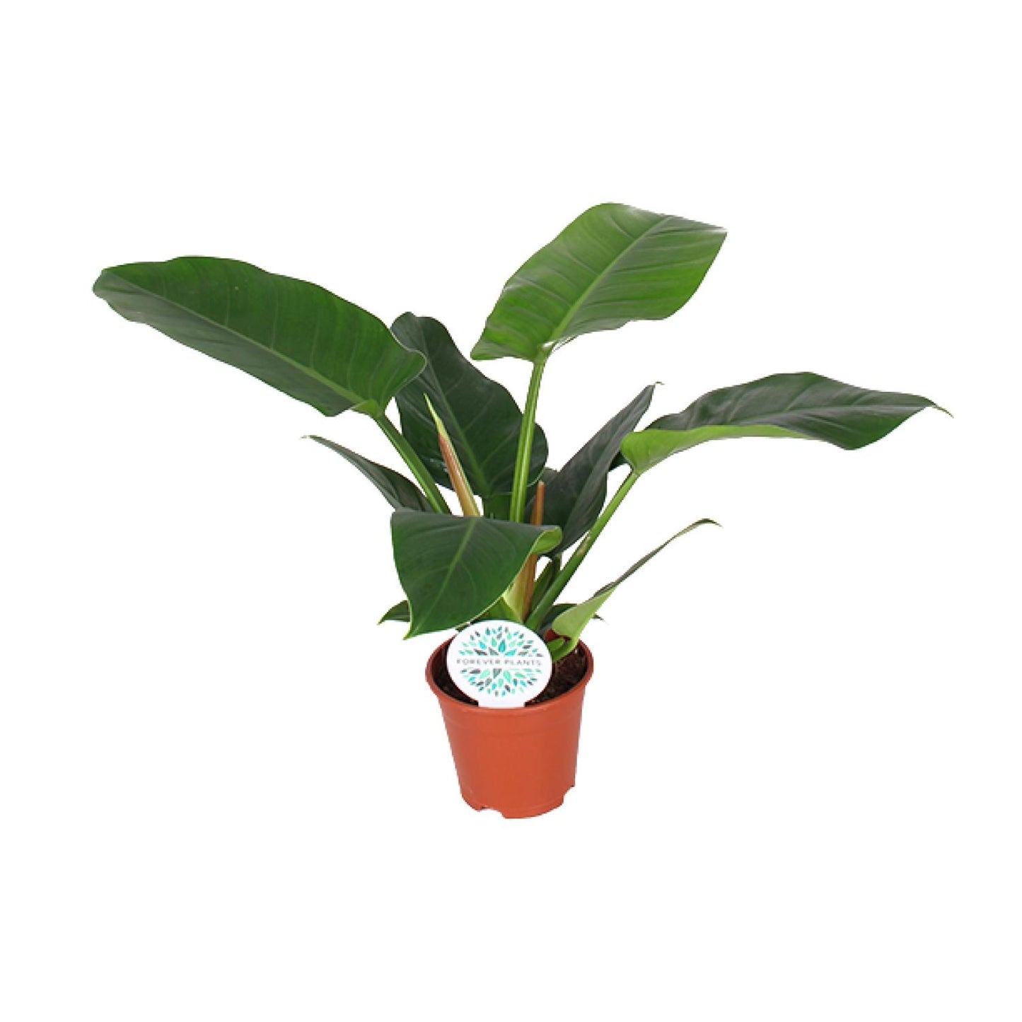 Philodendron `Imperial Green´ - Topfdurchmesser Ø17cm - ↕50cm