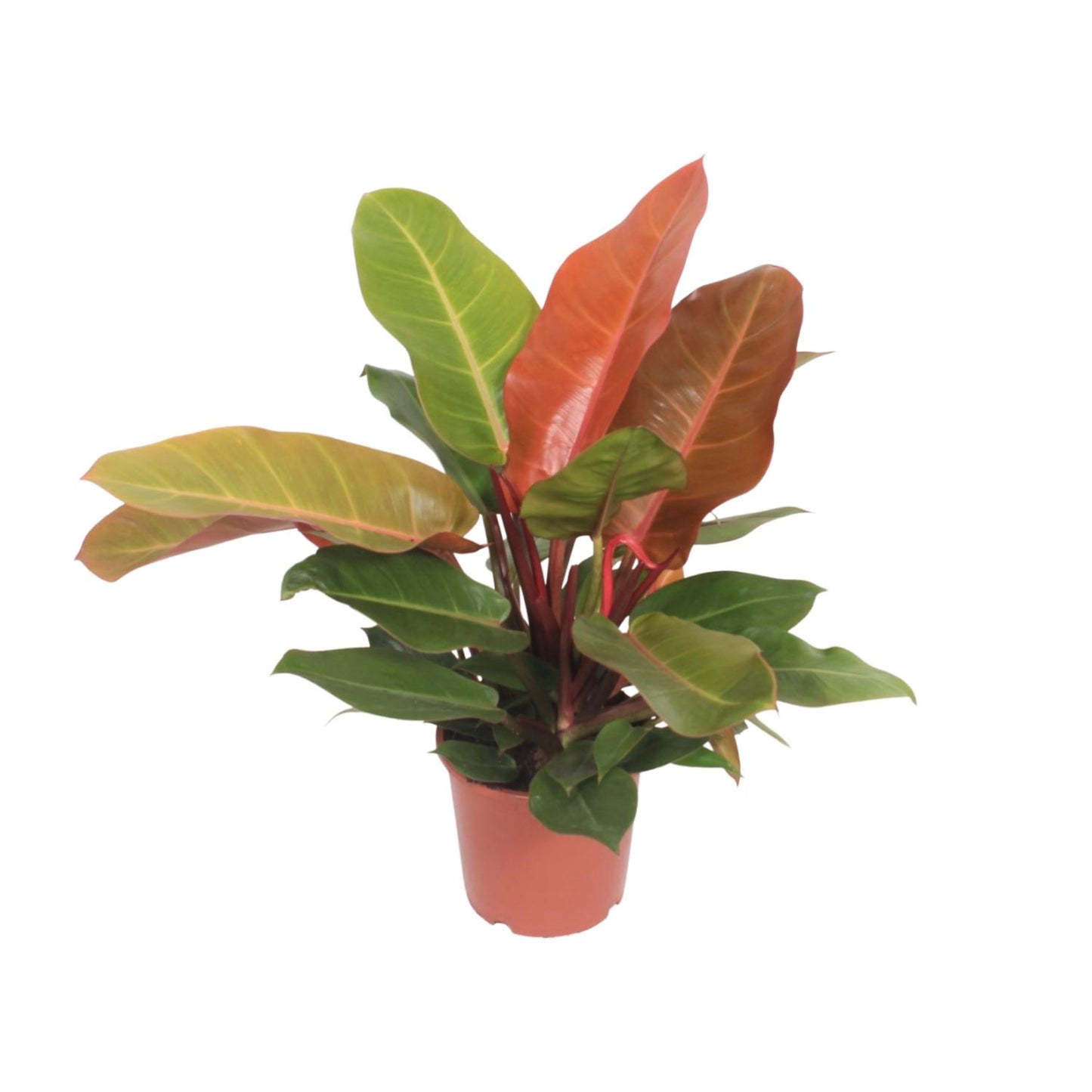 Philodendron `Prince of Orange´ - Topfdurchmesser Ø17cm - ↕45cm