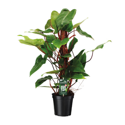 Philodendron `Red Emerald´ - Topfdurchmesser Ø19cm - ↕80cm