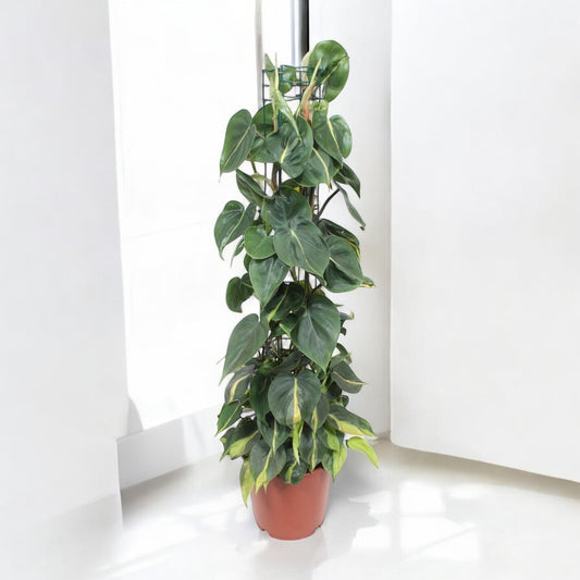 Philodendron scandens `Brasil´ - Topfdurchmesser Ø24cm - ↕120cm