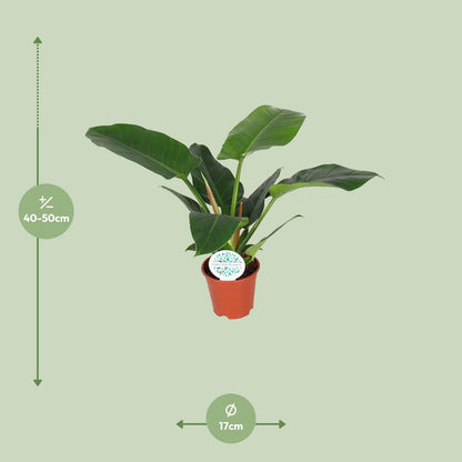 Philodendron `Imperial Green´ - Topfdurchmesser Ø17cm - ↕50cm