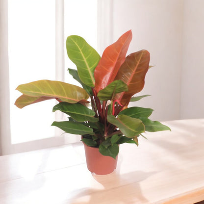 Philodendron `Prince of Orange´ - Topfdurchmesser Ø17cm - ↕45cm