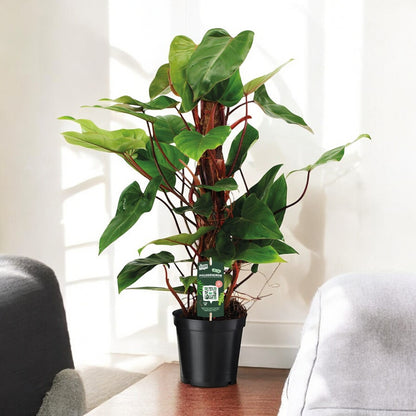 Philodendron `Red Emerald´ - Topfdurchmesser Ø19cm - ↕80cm