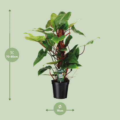 Philodendron `Red Emerald´ - Topfdurchmesser Ø19cm - ↕80cm