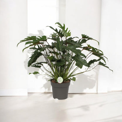 Philodendron Xanadu - Ø21cm - ↕65cm