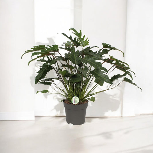 Philodendron Xanadu - Ø21cm - ↕65cm
