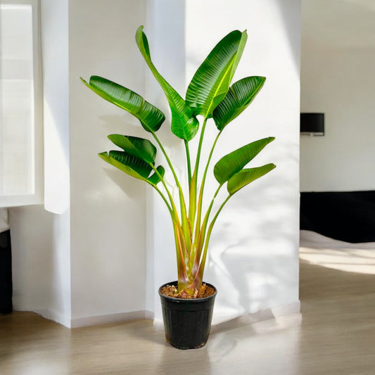 Strelitzia augusta - 160 cm - Topfdurchmesser Ø28 cm