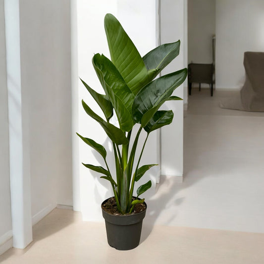 Strelitzia nicolai - 90 cm - Topfdurchmesser Ø19cm