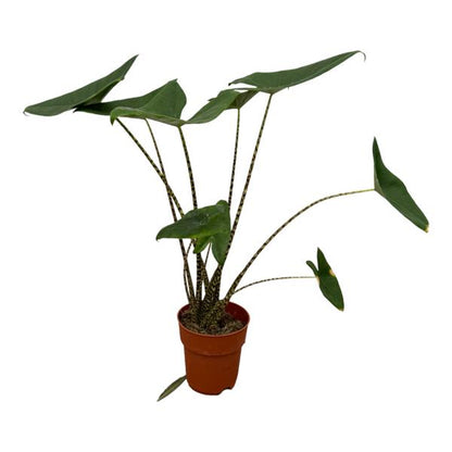 Alocasia `Zebrina´ - 80 cm - Topfdurchmesser Ø19cm