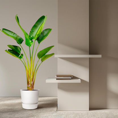 Strelitzia augusta - 160 cm - Topfdurchmesser Ø28 cm
