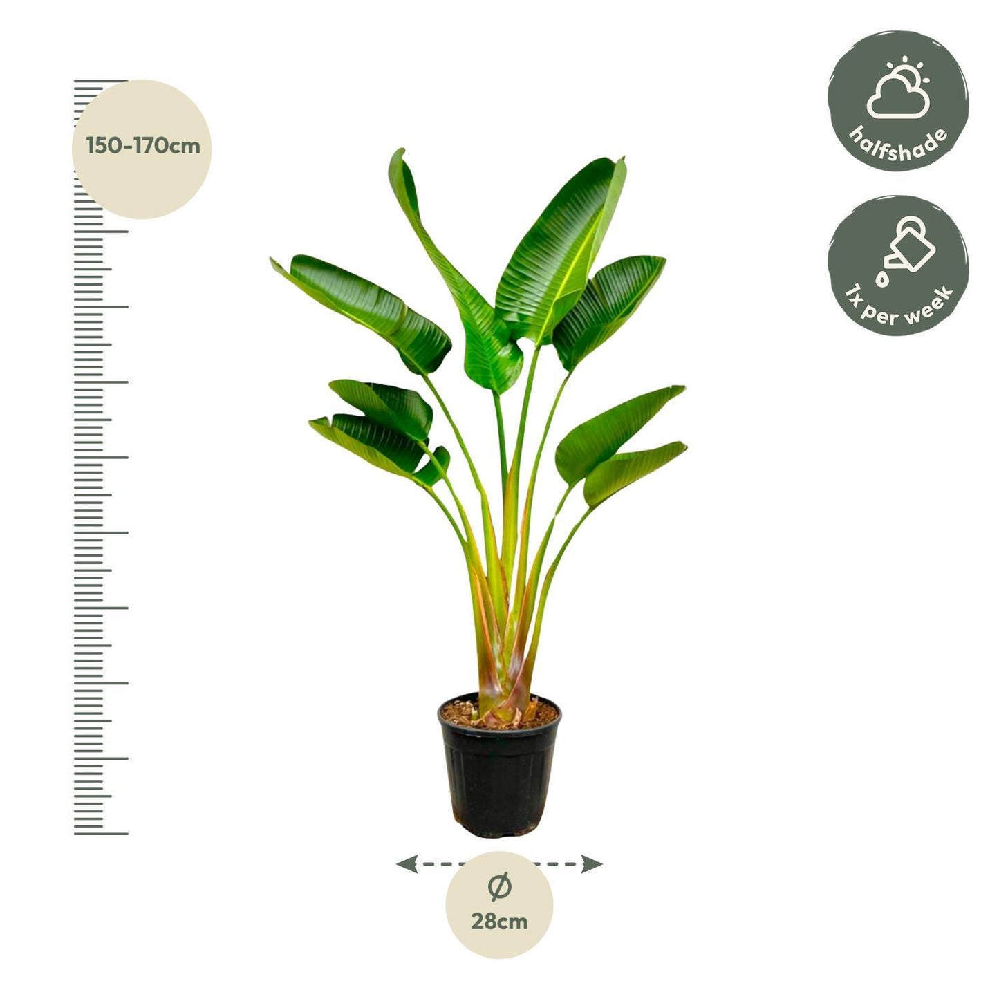 Strelitzia augusta - 160 cm - Topfdurchmesser Ø28 cm
